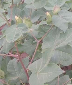 Powdery Mildew - Cotton