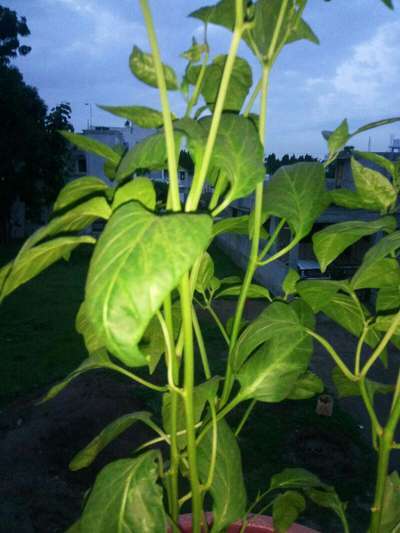 Brown Mite - Capsicum & Chilli