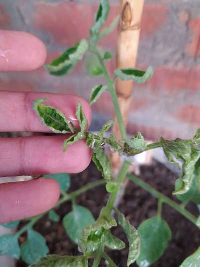 Thrips - Tomato