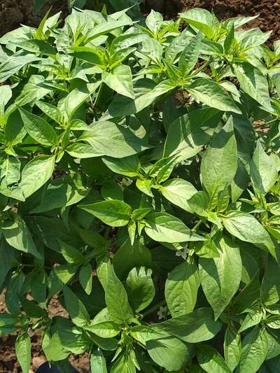 Whiteflies - Capsicum & Chilli