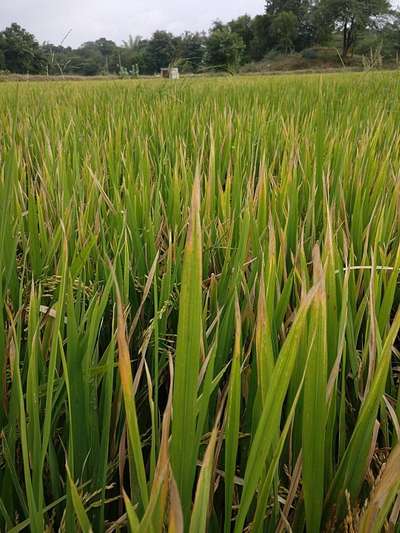 Leaf Scald of Rice - Rice