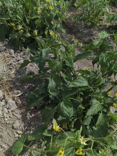 Whiteflies - Tomato