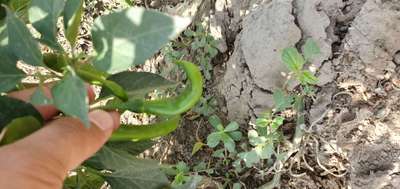 Healthy - Capsicum & Chilli