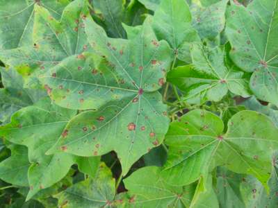 Cercospora Leaf Spot of Cotton - Cotton