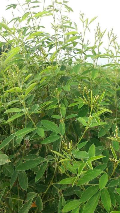 Broad nosed Weevils - Pigeon Pea & Red Gram