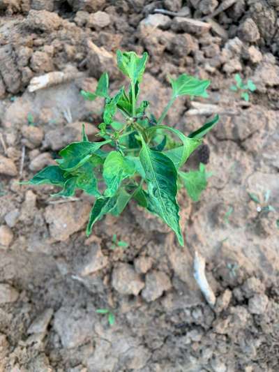 Chilli Thrips - Capsicum & Chilli