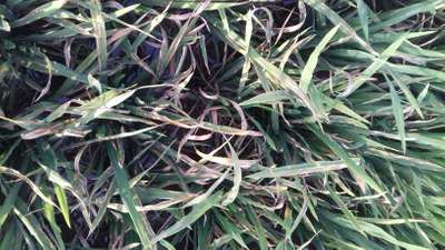 Bacterial Blight of Rice - Rice