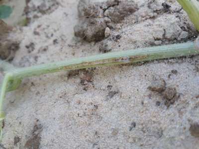 Gummy Stem Blight of Cucurbits - Melon