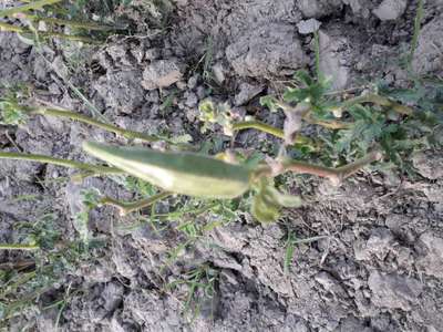 Whiteflies - Okra