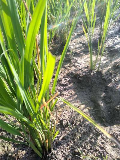 Yellow Stem Borer - Rice