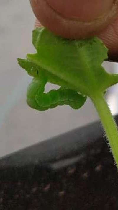 Oriental Armyworm - Cucumber