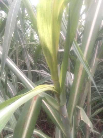 Nitrogen Deficiency - Sugarcane