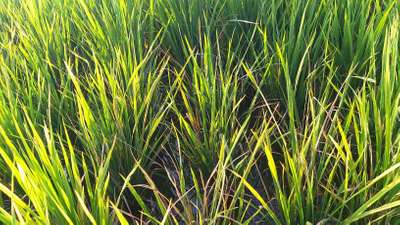 Nitrogen Deficiency - Rice