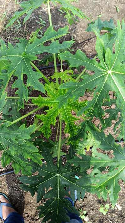 Magnesium Deficiency - Papaya