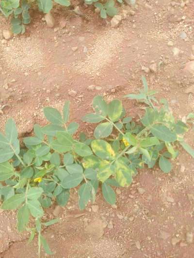 Alternaria Leaf Spot Peanut - Peanut