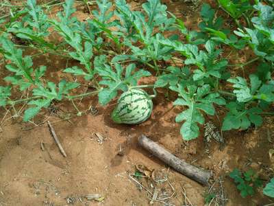 Boron Deficiency - Melon