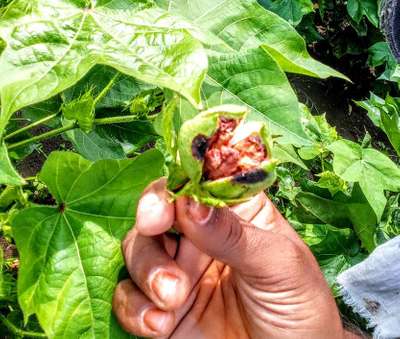 Alternaria Leaf Spot of Cotton - Cotton