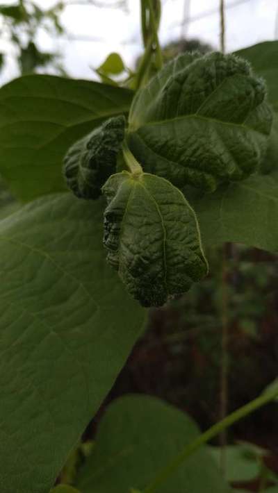 Calcium Deficiency - Bean