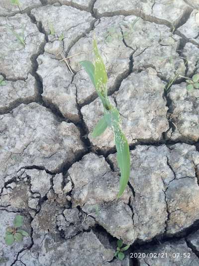 விழு படைப்புழு - மக்காச்சோளம்