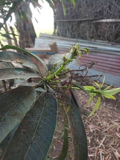 ಮಸಿ ರೋಗ (ಸೂಟಿ ಮೋಲ್ಡ್) - ಮಾವು