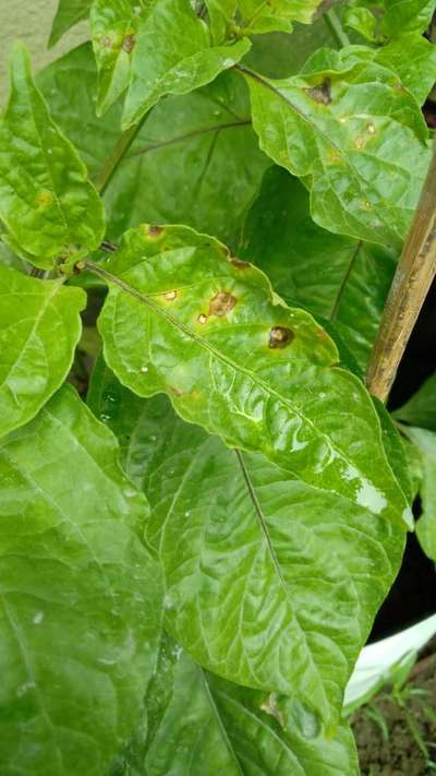 Chilli Cercospora Leaf Spot - Capsicum & Chilli