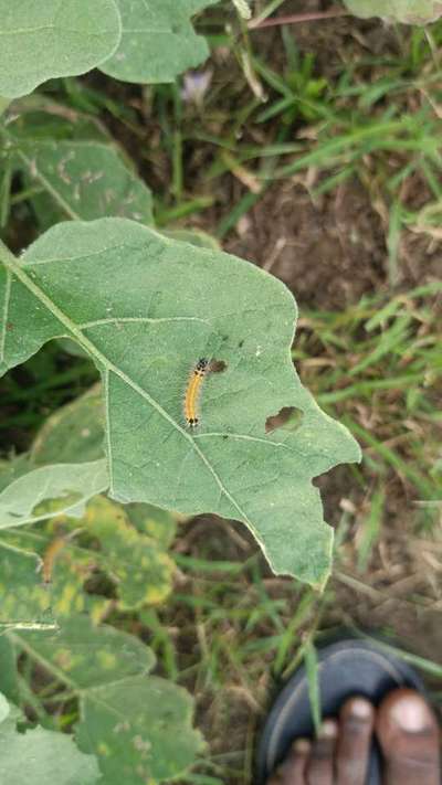 Bihar Hairy Caterpillar - Brinjal