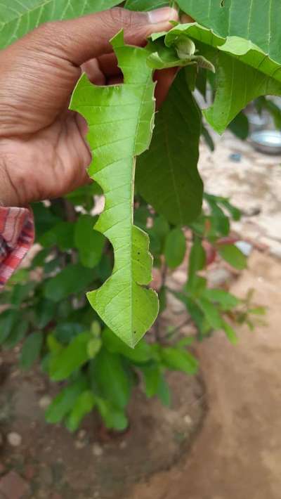 Leafcutter Bees - Mango