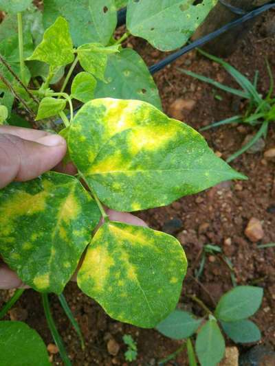 Mungbean Yellow Mosaic Virus - Bean