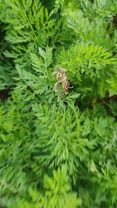 Fusarium Wilt - Lentil