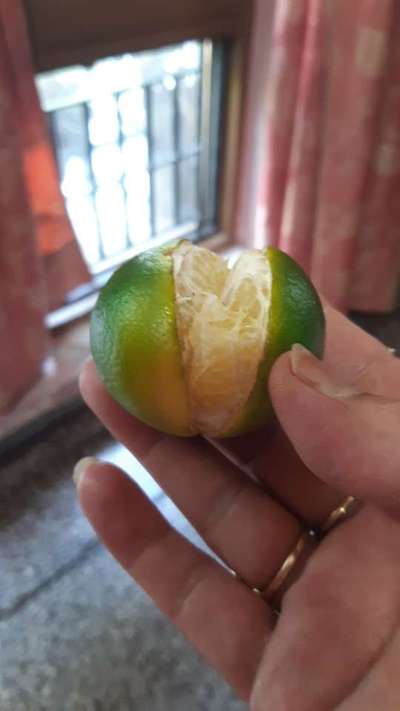 Calcium Deficiency - Citrus