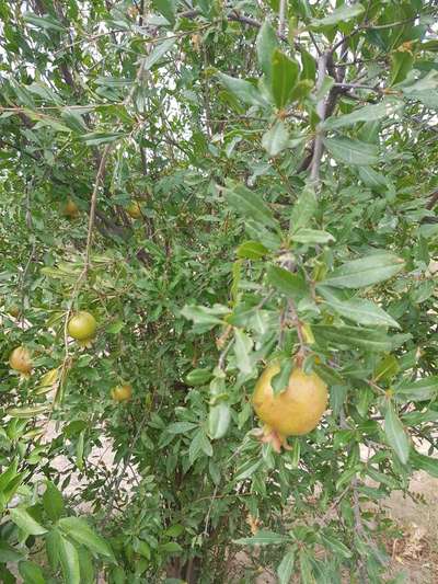 Boron Deficiency - Pomegranate