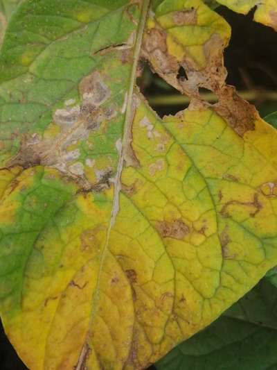 Potato Late Blight - Potato