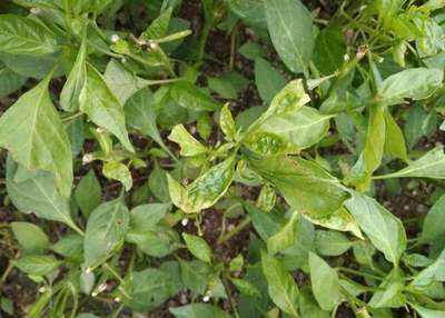 Tobacco Caterpillar - Capsicum & Chilli