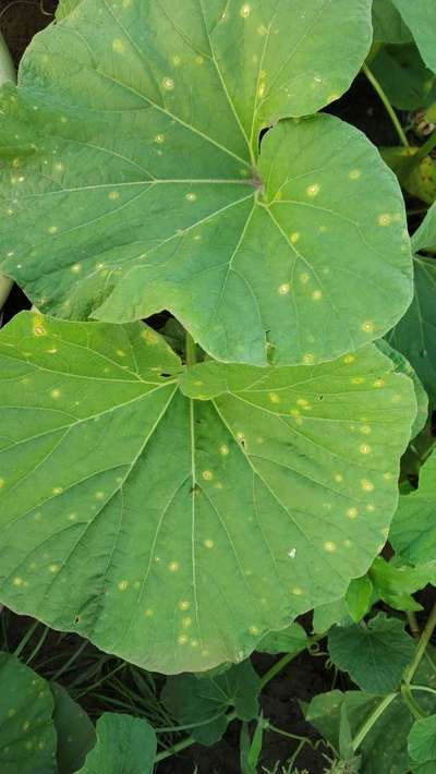 Anthracnose of Cucurbits - Cucumber