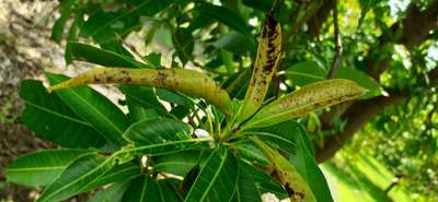 Calcium Deficiency - Mango