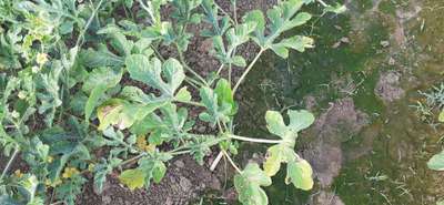 Downy Mildew - Melon
