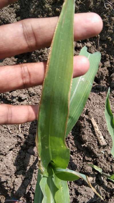 Potassium Deficiency - Maize