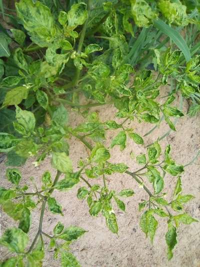 Cucumber Mosaic Virus of Pepper - Capsicum & Chilli