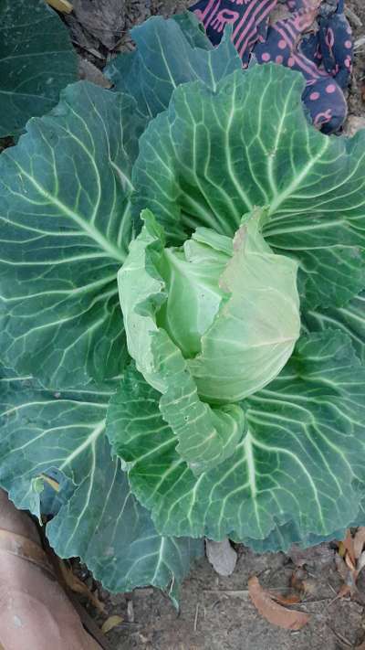 Boron Deficiency - Cabbage