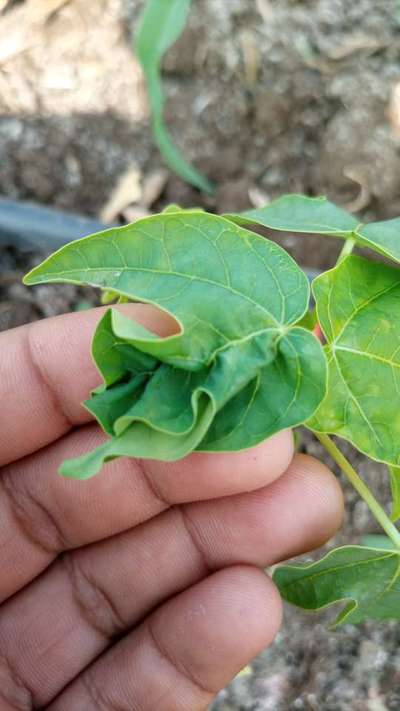 Boron Deficiency - Papaya