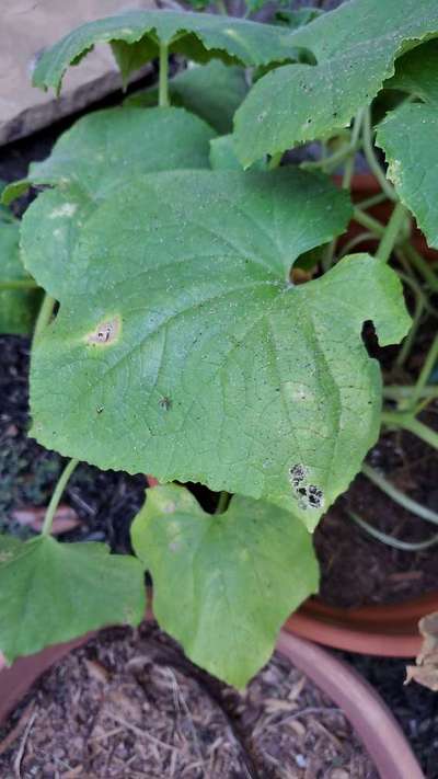 Leaf Blight of Cucurbits - Cucumber