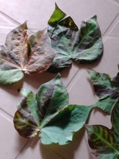 Magnesium Deficiency - Cotton