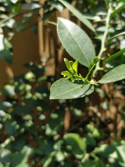 Green Citrus Aphid - Citrus