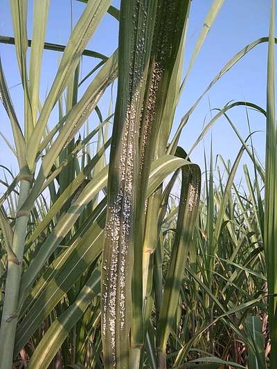 Woolly Aphid - Sugarcane