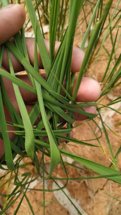 Asian Rice Gall Midge - Rice