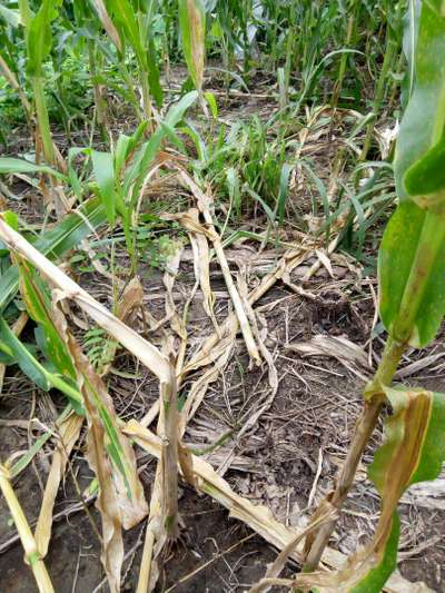 Termites - Maize