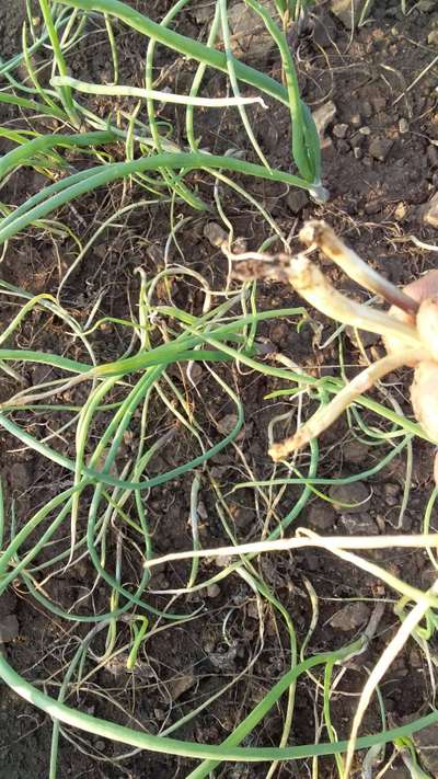 Fusarium Wilt - Onion