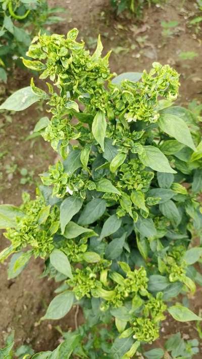 Chilli Leaf Curl Virus - Capsicum & Chilli