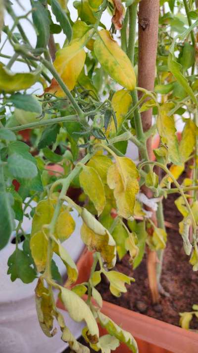 Sulfur Deficiency - Tomato