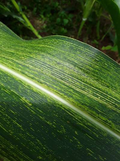 Maize Leaf Streak Virus - Maize